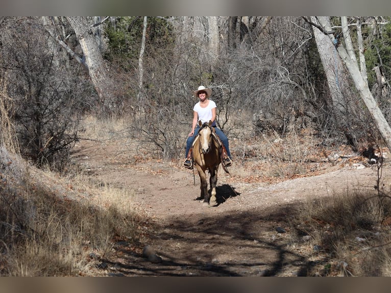 American Quarter Horse Ruin 11 Jaar 152 cm Buckskin in Camp Verde AZ