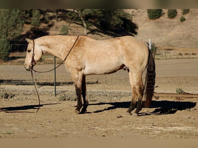 American Quarter Horse Ruin 11 Jaar 152 cm Buckskin in Paicines CA