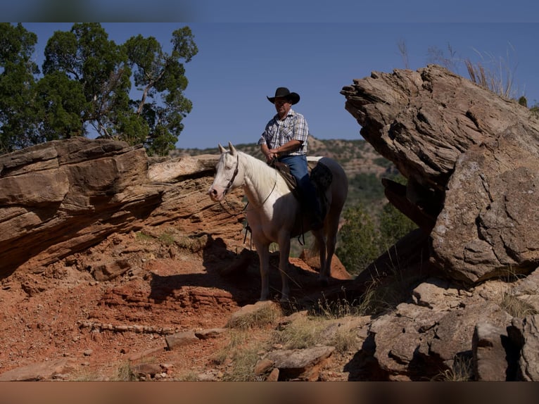 American Quarter Horse Ruin 11 Jaar 152 cm Cremello in Lisbon IA