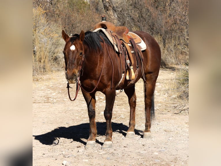 American Quarter Horse Ruin 11 Jaar 152 cm Donkere-vos in Camp Verde AZ