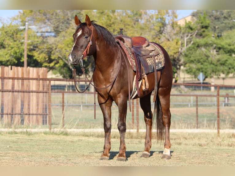 American Quarter Horse Ruin 11 Jaar 152 cm Donkere-vos in Weatherford TX