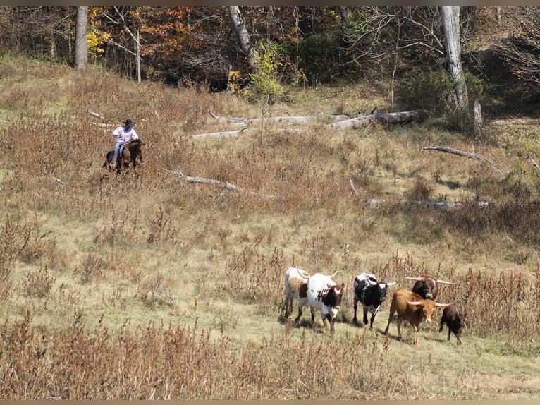American Quarter Horse Ruin 11 Jaar 152 cm Falbe in Mount Vernon KY