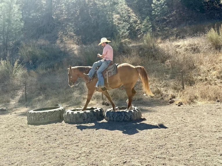 American Quarter Horse Ruin 11 Jaar 152 cm Falbe in Paicines CA