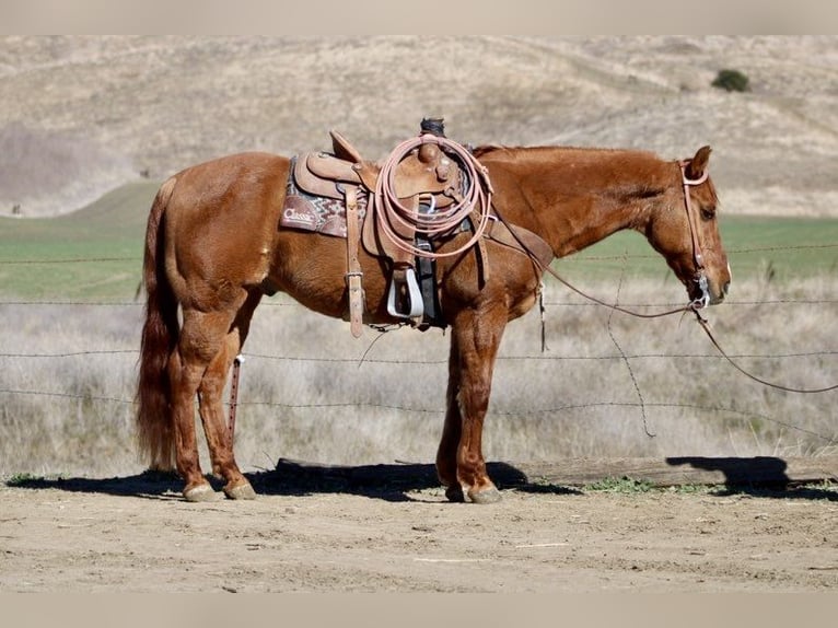 American Quarter Horse Ruin 11 Jaar 152 cm Falbe in Paicines CA