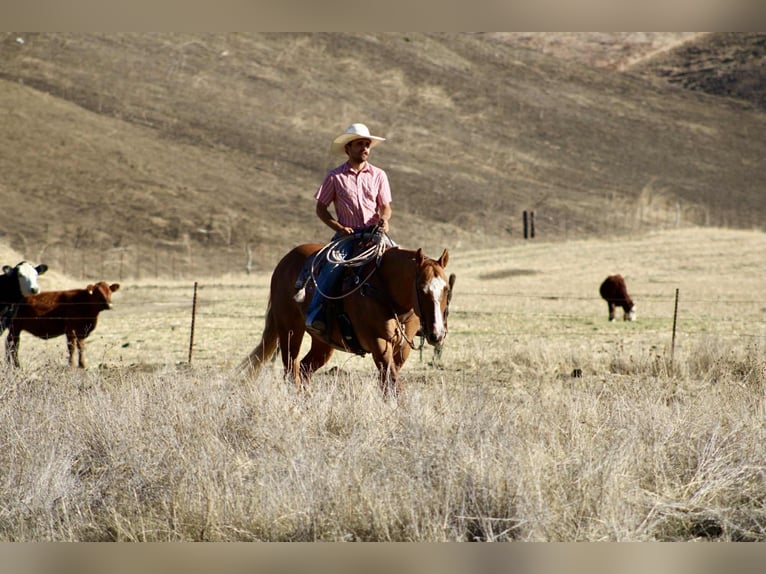 American Quarter Horse Ruin 11 Jaar 152 cm Falbe in Paicines CA