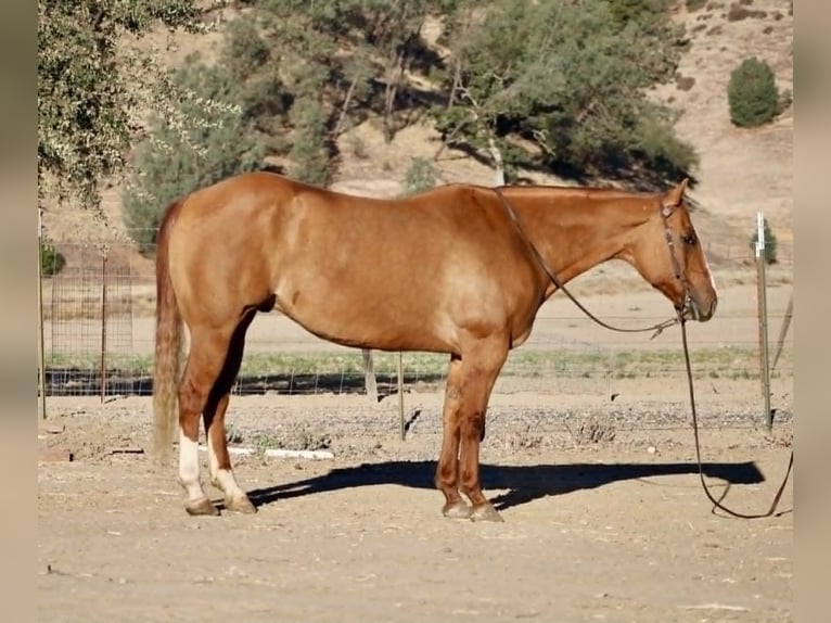 American Quarter Horse Ruin 11 Jaar 152 cm Falbe in Paicines CA