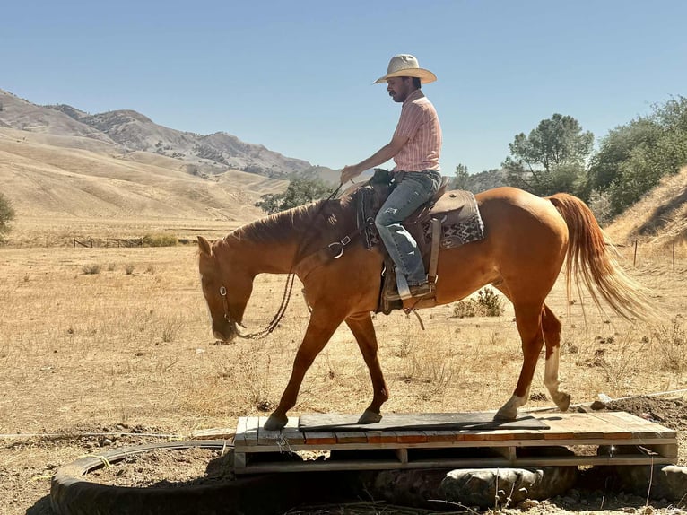 American Quarter Horse Ruin 11 Jaar 152 cm Falbe in Paicines CA