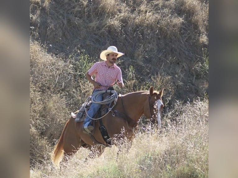 American Quarter Horse Ruin 11 Jaar 152 cm Falbe in Paicines CA