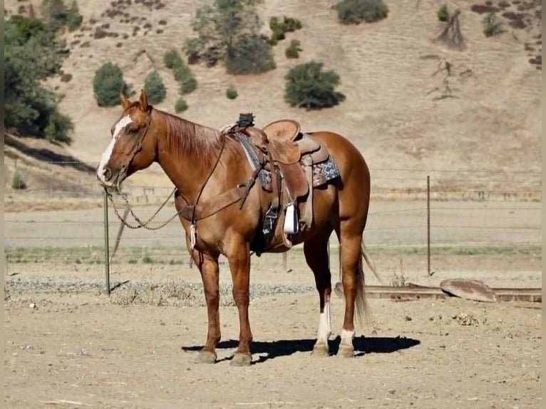 American Quarter Horse Ruin 11 Jaar 152 cm Falbe in Paicines CA