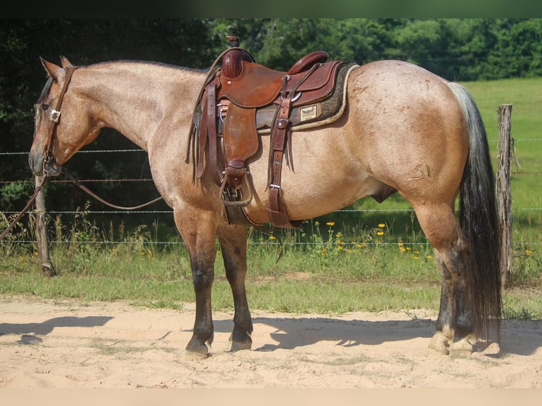 American Quarter Horse Ruin 11 Jaar 152 cm Falbe in Rusk TX