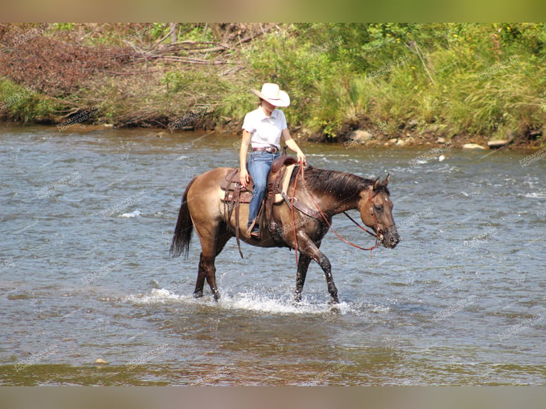 American Quarter Horse Ruin 11 Jaar 152 cm Grullo in Clarion