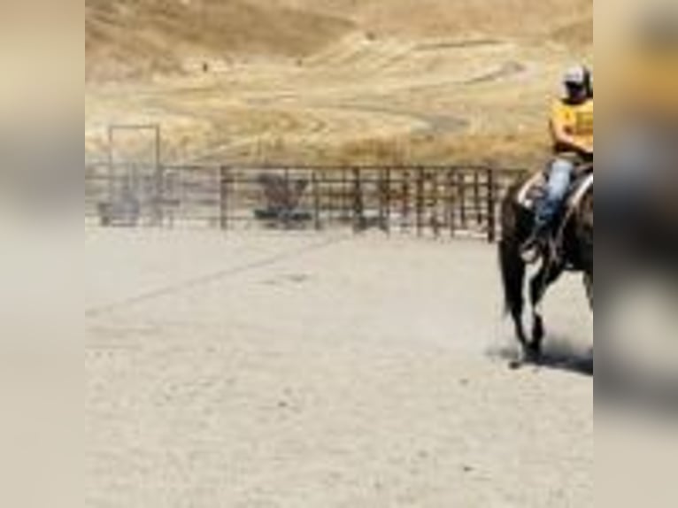 American Quarter Horse Ruin 11 Jaar 152 cm Grullo in Ramona, CA