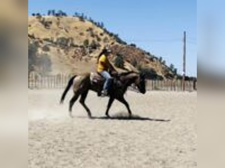 American Quarter Horse Ruin 11 Jaar 152 cm Grullo in Ramona, CA