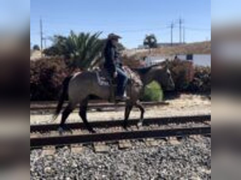 American Quarter Horse Ruin 11 Jaar 152 cm Grullo in Ramona, CA