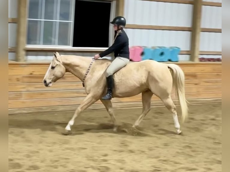 American Quarter Horse Ruin 11 Jaar 152 cm Palomino in Pacific, MO