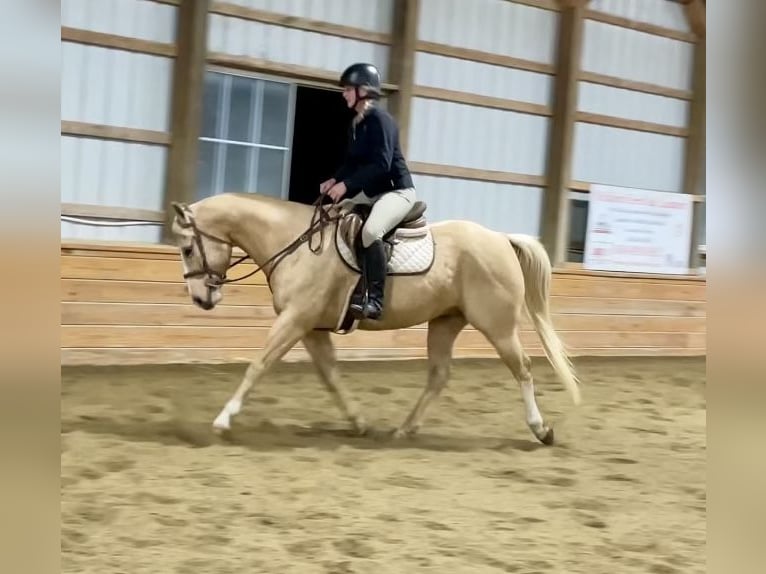 American Quarter Horse Ruin 11 Jaar 152 cm Palomino in Pacific, MO