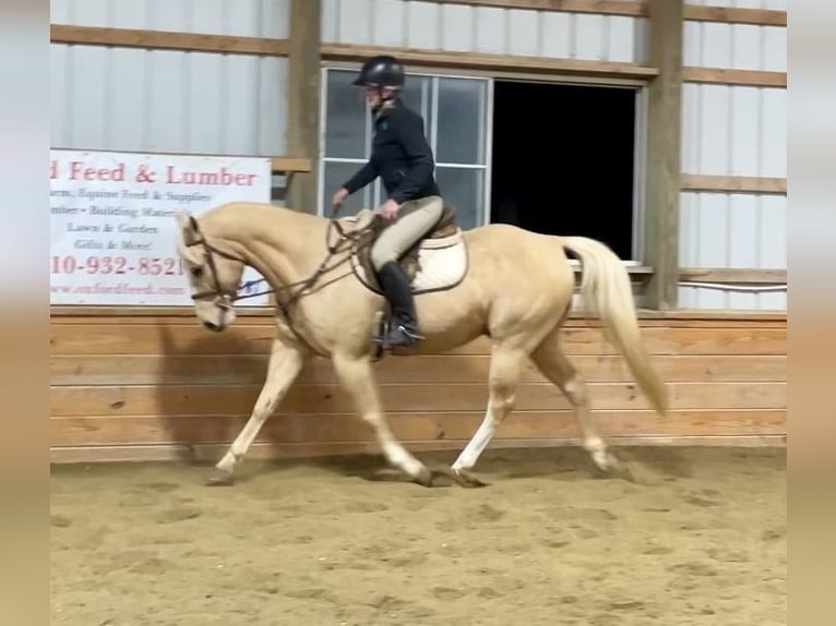 American Quarter Horse Ruin 11 Jaar 152 cm Palomino in Pacific, MO