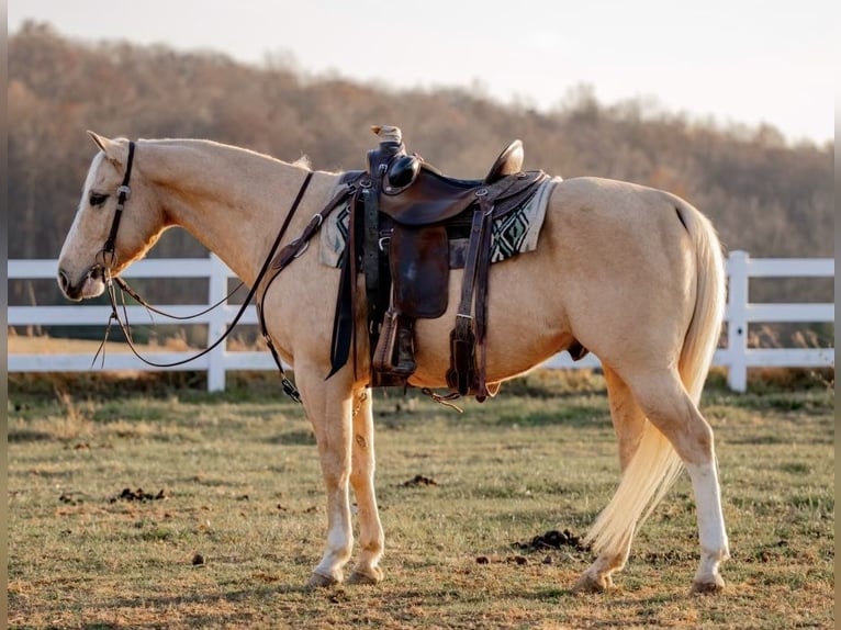 American Quarter Horse Ruin 11 Jaar 152 cm Palomino in Pacific, MO