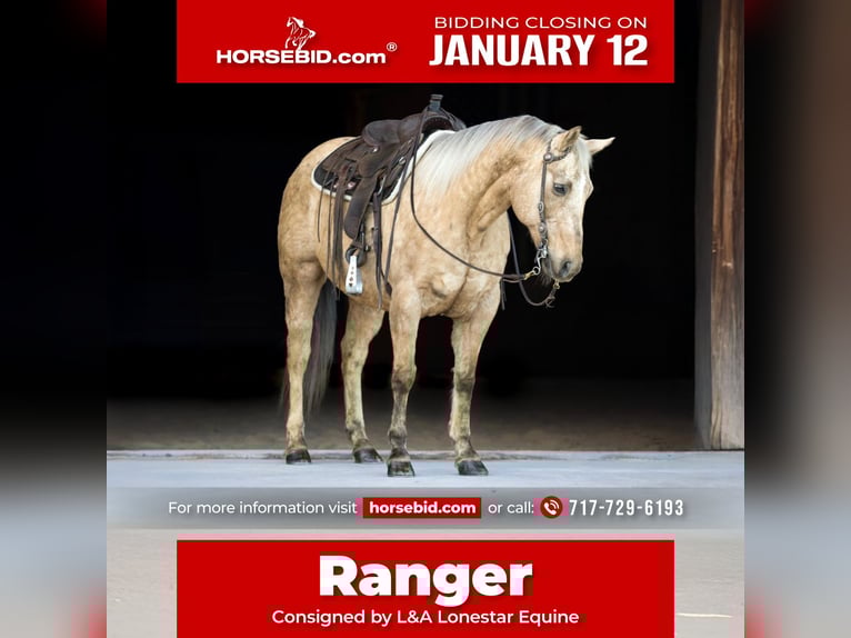 American Quarter Horse Ruin 11 Jaar 152 cm Palomino in Needmore