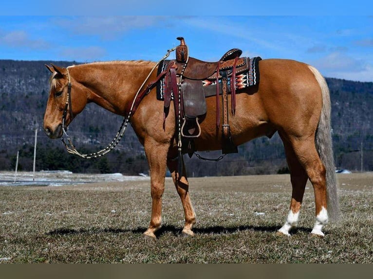 American Quarter Horse Ruin 11 Jaar 152 cm Palomino in Rebersburg