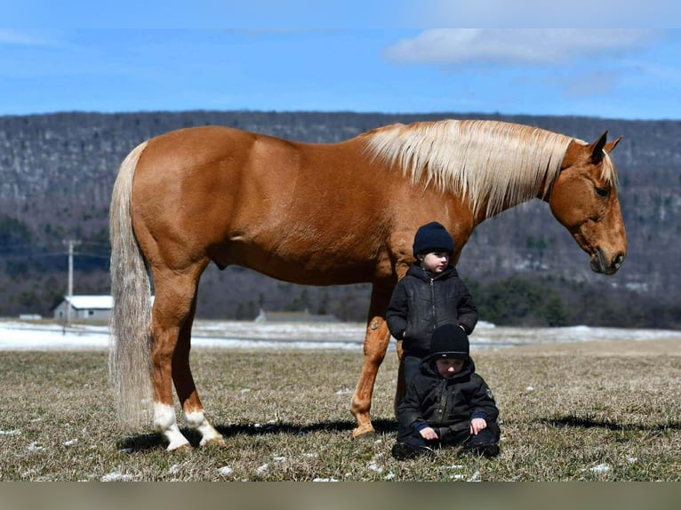 American Quarter Horse Ruin 11 Jaar 152 cm Palomino in Rebersburg