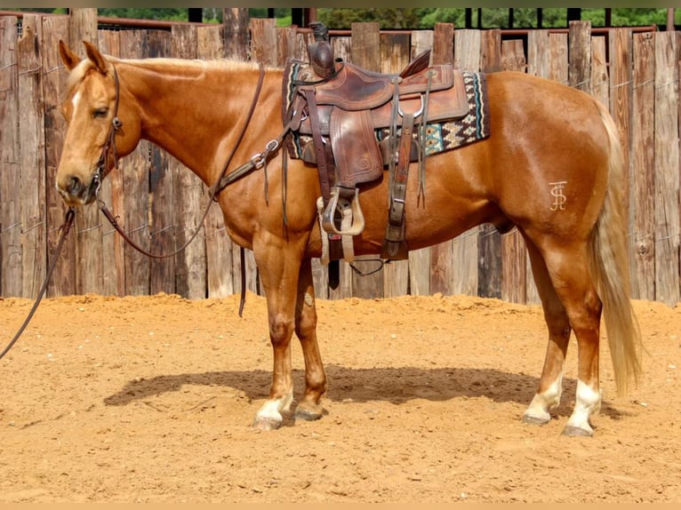 American Quarter Horse Ruin 11 Jaar 152 cm Palomino in Joshua TX