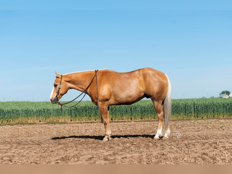 American Quarter Horse Ruin 11 Jaar 152 cm Palomino in Caldwell ID