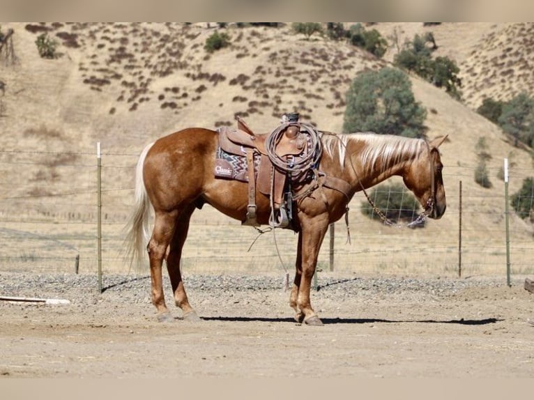 American Quarter Horse Ruin 11 Jaar 152 cm Palomino in Paicines CA