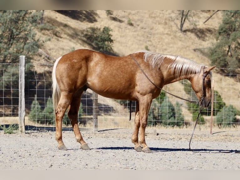 American Quarter Horse Ruin 11 Jaar 152 cm Palomino in Paicines CA