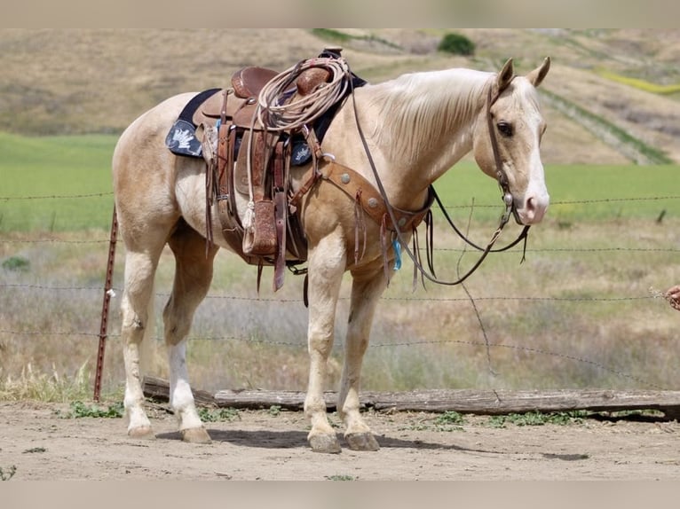 American Quarter Horse Ruin 11 Jaar 152 cm Palomino in Paicines CA