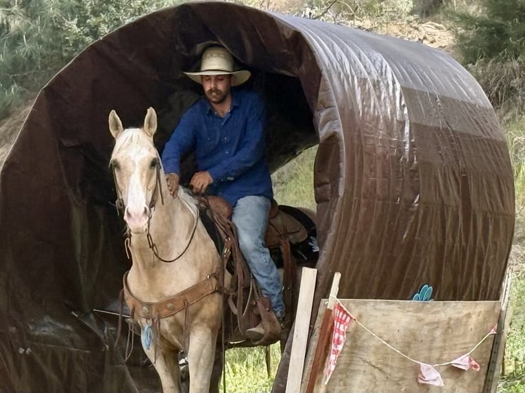 American Quarter Horse Ruin 11 Jaar 152 cm Palomino in Paicines CA