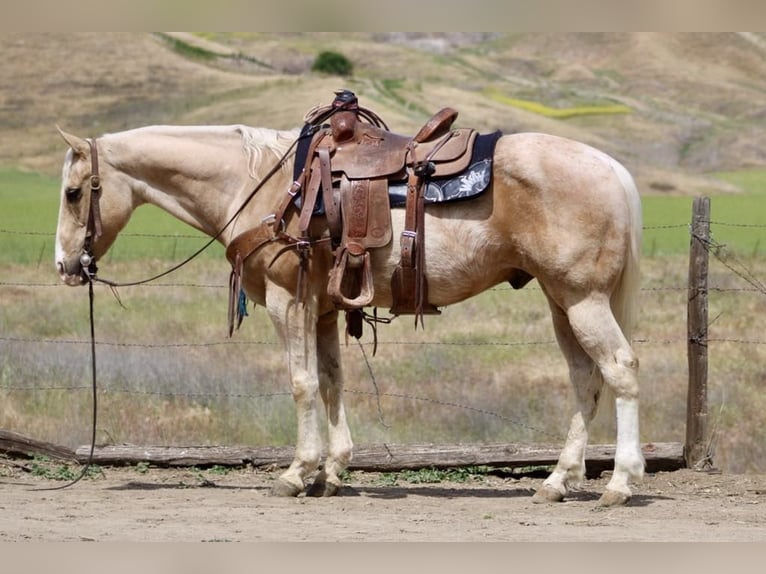 American Quarter Horse Ruin 11 Jaar 152 cm Palomino in Paicines CA