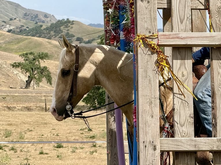 American Quarter Horse Ruin 11 Jaar 152 cm Palomino in Paicines CA