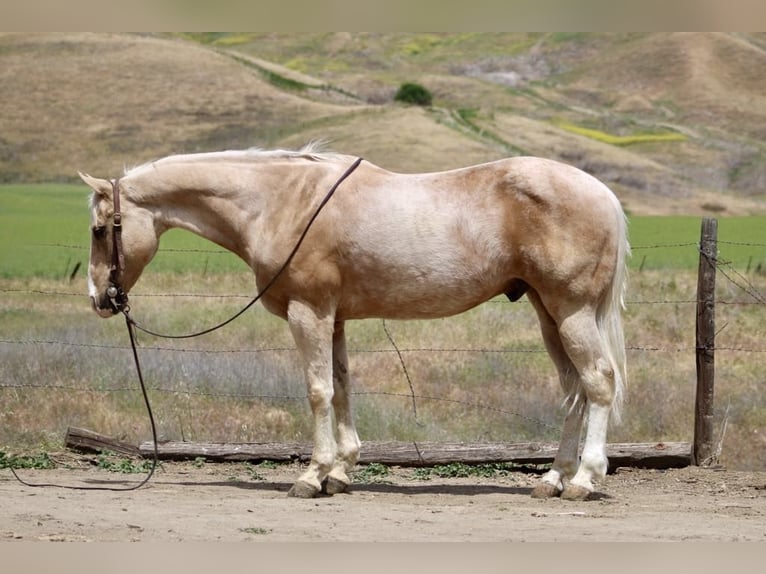 American Quarter Horse Ruin 11 Jaar 152 cm Palomino in Paicines CA