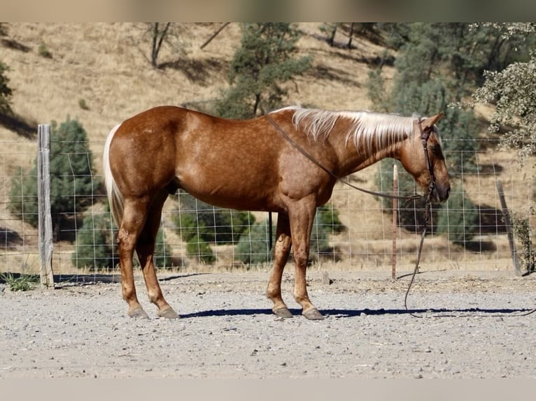 American Quarter Horse Ruin 11 Jaar 152 cm Palomino in Paicines CA