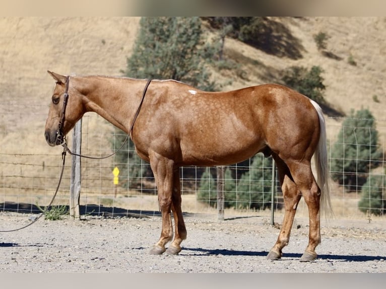 American Quarter Horse Ruin 11 Jaar 152 cm Palomino in Paicines CA