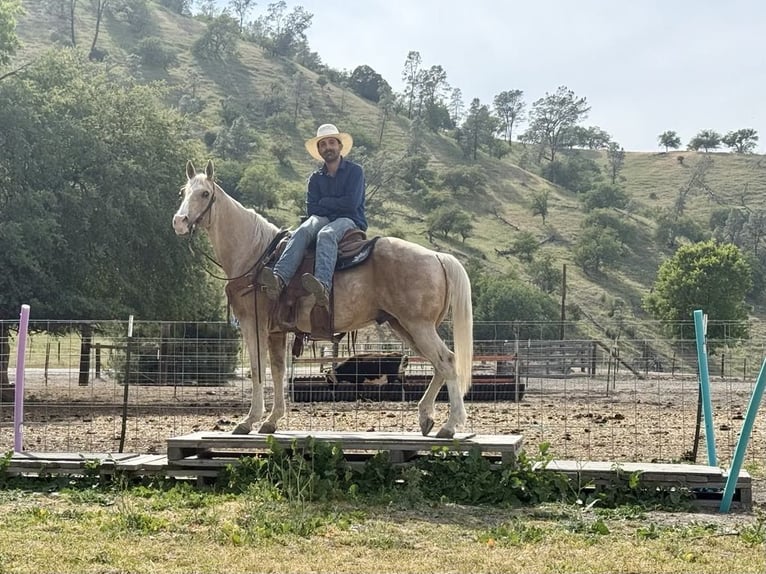 American Quarter Horse Ruin 11 Jaar 152 cm Palomino in Paicines CA