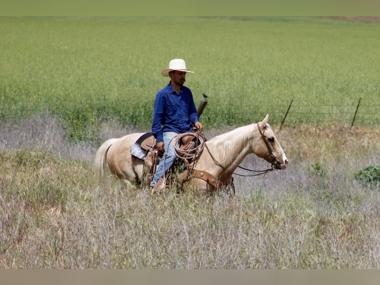 American Quarter Horse Ruin 11 Jaar 152 cm Palomino in Paicines CA