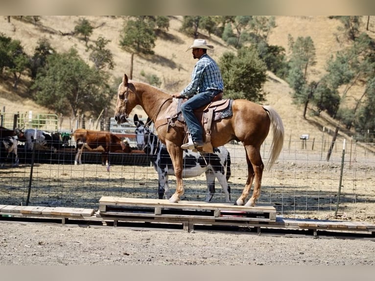 American Quarter Horse Ruin 11 Jaar 152 cm Palomino in Paicines CA