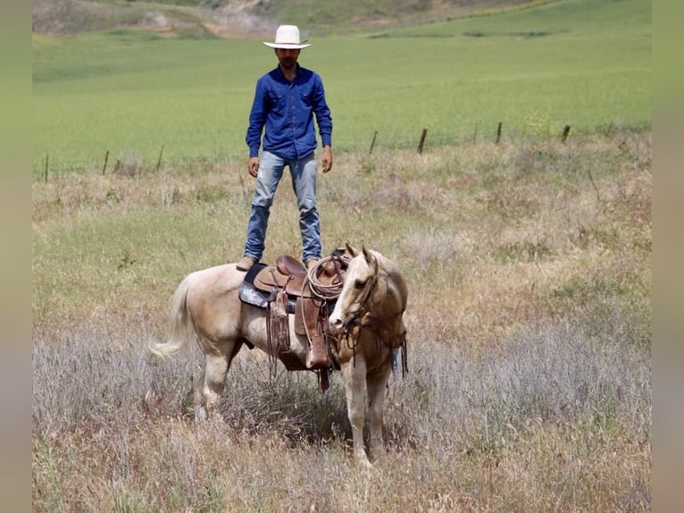 American Quarter Horse Ruin 11 Jaar 152 cm Palomino in Paicines CA
