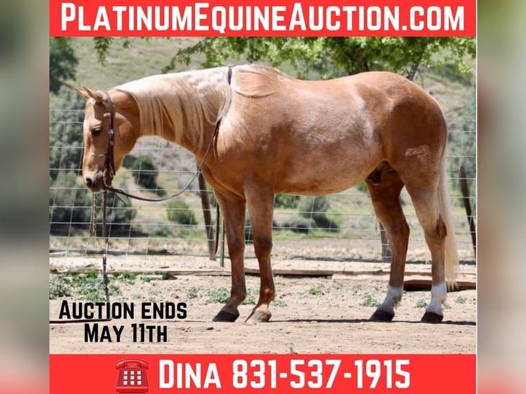 American Quarter Horse Ruin 11 Jaar 152 cm Palomino in Paicines CA