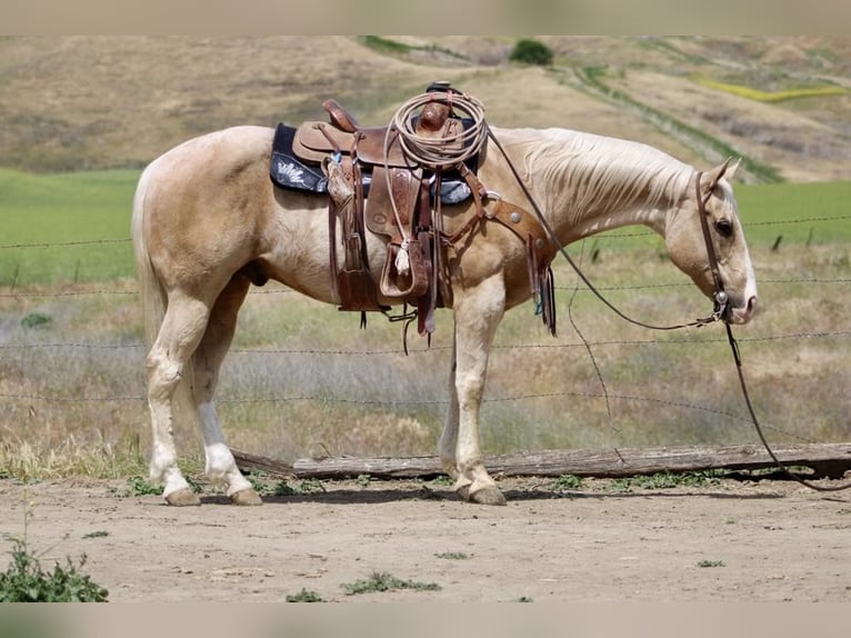 American Quarter Horse Ruin 11 Jaar 152 cm Palomino in Paicines CA