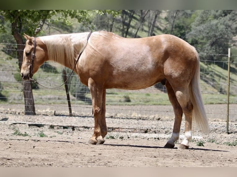 American Quarter Horse Ruin 11 Jaar 152 cm Palomino in Paicines CA