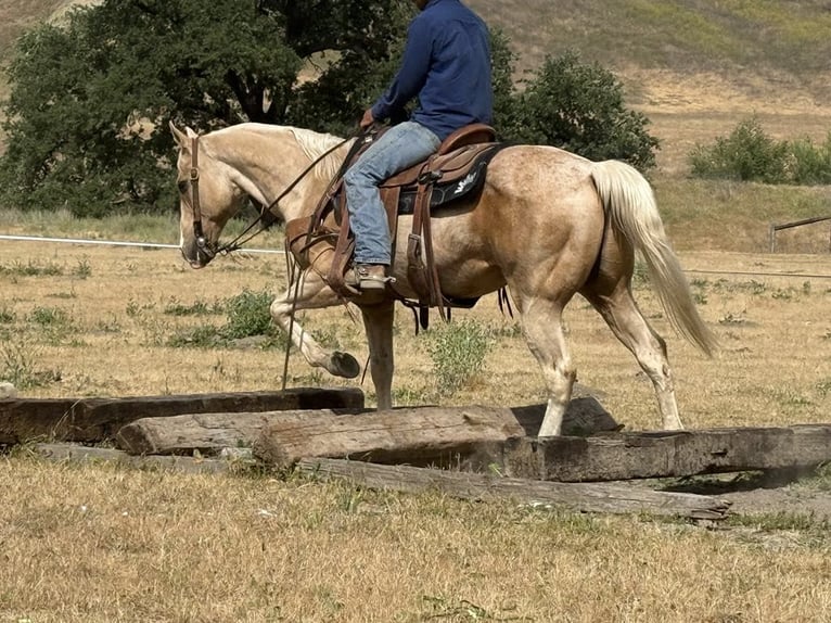 American Quarter Horse Ruin 11 Jaar 152 cm Palomino in Paicines CA