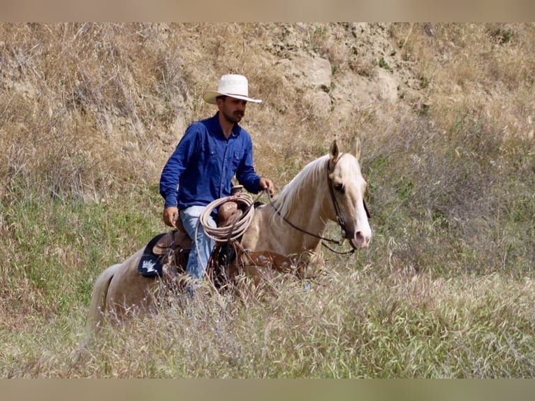American Quarter Horse Ruin 11 Jaar 152 cm Palomino in Paicines CA