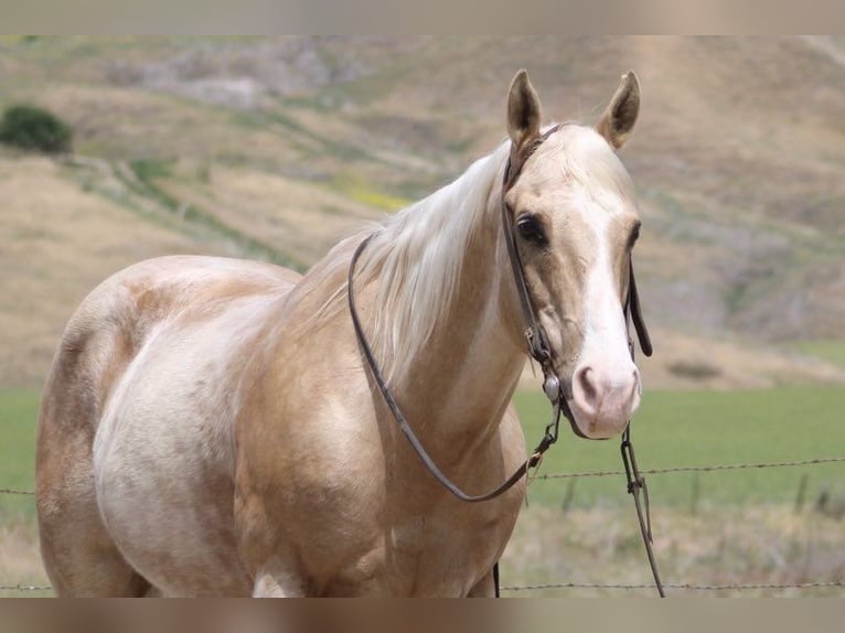 American Quarter Horse Ruin 11 Jaar 152 cm Palomino in Paicines CA