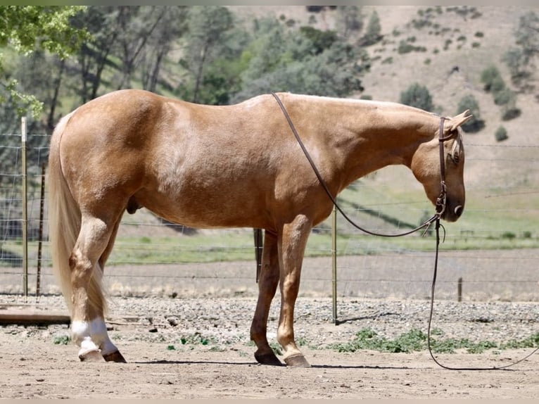American Quarter Horse Ruin 11 Jaar 152 cm Palomino in Paicines CA