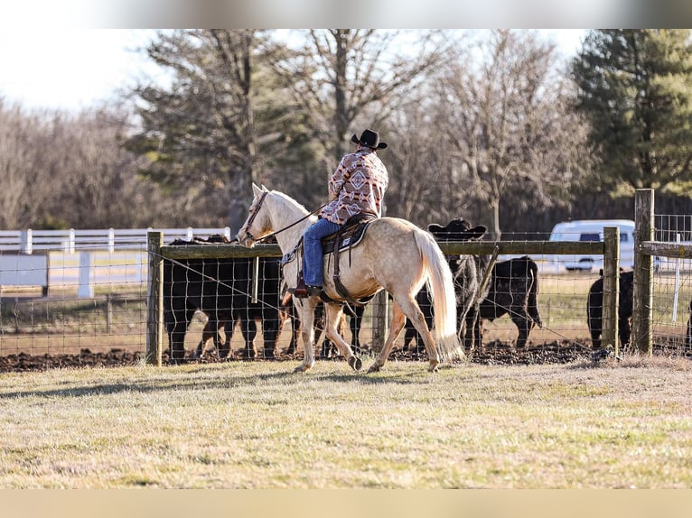 American Quarter Horse Ruin 11 Jaar 152 cm Palomino in Santa Fe, TN