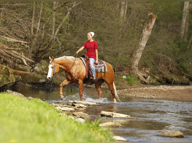 American Quarter Horse Ruin 11 Jaar 152 cm Palomino in Millersburg