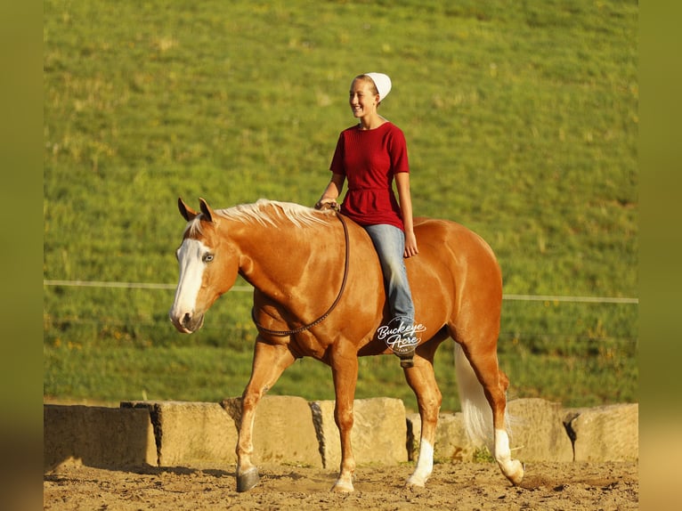 American Quarter Horse Ruin 11 Jaar 152 cm Palomino in Millersburg